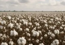Cotton Market Outlook: Price Trends, Supply-Demand Balance and Textile Industry Impact cotton