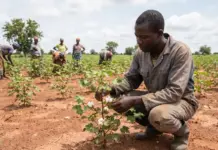 Ghana Launches Cotton Revival Initiative to Strengthen Textile Industry Farmer kneeling in a field, inspecting a cotton plant while others work in the background under a cloudy sky.